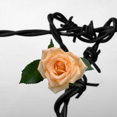 La Giornata della Memoria su Carrellopromozionale.it